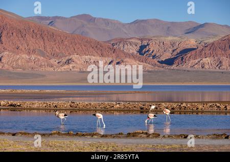 Flamants roses à la Laguna Carachi Pampa colorée dans les hautes terres désertes du nord de l'Argentine - voyager et explorer la Puna Banque D'Images