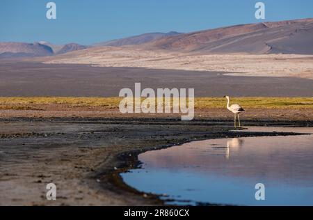 Flamingo à la lagune colorée Carachi Pampa dans les hauts plateaux déserts du nord de l'Argentine - voyager et explorer la Puna Banque D'Images