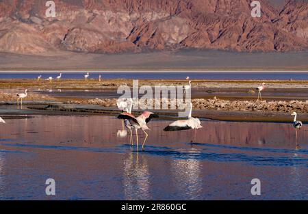 Flamants roses à la Laguna Carachi Pampa colorée dans les hautes terres désertes du nord de l'Argentine - voyager et explorer la Puna Banque D'Images