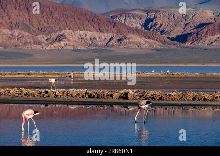 Flamants roses à la Laguna Carachi Pampa colorée dans les hautes terres désertes du nord de l'Argentine - voyager et explorer la Puna Banque D'Images