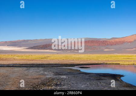 Laguna Carachi Pampa colorée dans les hautes terres désertes du nord de l'Argentine - voyager et explorer la Puna Banque D'Images