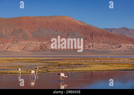 Flamants roses à la Laguna Carachi Pampa colorée dans les hautes terres désertes du nord de l'Argentine - voyager et explorer la Puna Banque D'Images