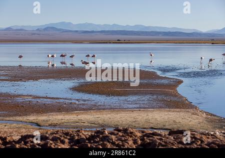 Flamants roses à la Laguna Carachi Pampa colorée dans les hautes terres désertes du nord de l'Argentine - voyager et explorer la Puna Banque D'Images