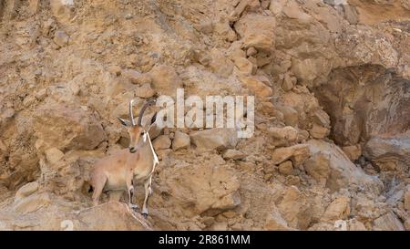 Ibex nubien à Ein Gedi, Israël. Ein Gedi est une oasis et une réserve naturelle en Israël, située à l'ouest de la mer Morte, près de Masada et des grottes de Qumran. Banque D'Images