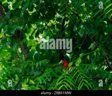 Cardinal rouge nord-américain perché dans un arbre dans les bois du nord du New Jersey Banque D'Images
