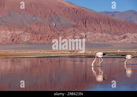 Flamants roses à la Laguna Carachi Pampa colorée dans les hautes terres désertes du nord de l'Argentine - voyager et explorer la Puna Banque D'Images