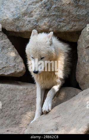 Loup arctique / loup blanc / loup polaire (Canis lupus arctos) à l'entrée de la salle de détente en laissant le nid dans la grotte du zoo Banque D'Images