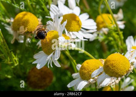 une petite abeille recueille le pollen d'une fleur de camomille blanche un jour d'été. Abeille perchée sur une fleur de pâquerette blanche. Banque D'Images