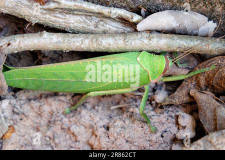 Image macro d'un katydid géant à longues pattes, connu sous le nom de cicadelle et le plus grand sauterelle du monde. Banque D'Images