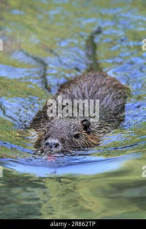 Coypu / nutria (Myocastor coypus) nageant dans un étang, rongeur envahissant en Europe, originaire de l'Amérique du Sud Banque D'Images