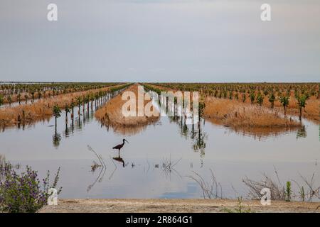 Exploitation et récoltes inondées. Le lac Tulare, situé dans la vallée centrale de la Californie, est depuis des décennies un lac sec, mais il est revenu à la vie après le grand ra Banque D'Images