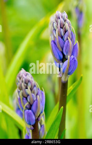 Bluebell ou jacinthe sauvage (jacinthoides non-scripta ou endymion non-scriptus), gros plan des bourgeons du bois commun et de la plante de jardin. Banque D'Images