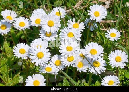 Daisy ou Daisies (bellis perennis), gros plan d'un groupe de fleurs sauvages très communes qui poussent parmi l'herbe rugueuse au bord d'un parc. Banque D'Images