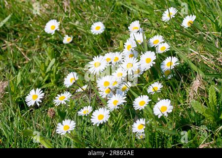 Daisy ou Daisies (bellis perennis), gros plan d'un groupe de fleurs sauvages très communes qui poussent parmi l'herbe rugueuse au bord d'un parc. Banque D'Images