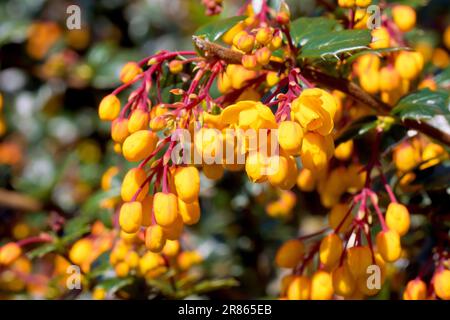 Barberry de Darwin (berberis darwinii), près des bourgeons jaune/orange et des fleurs de l'arbuste ornemental communément planté dans les jardins et les parcs. Banque D'Images