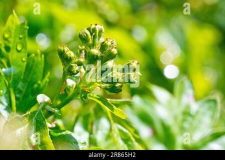 Hawthorn, Whitethorn ou arbre de mai (crataegus monogyna), gros plan d'un groupe de pommeaux qui apparaissent sur l'arbuste ou le petit arbre au printemps. Banque D'Images