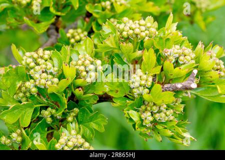Hawthorn, Whitethorn ou arbre de mai (crataegus monogyna), ferme les boutons de fleurs apparaissant parmi les feuilles de l'arbuste ou du petit arbre au printemps. Banque D'Images