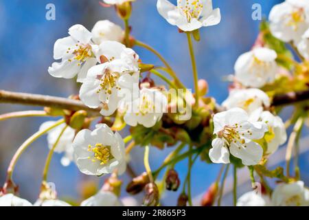 Fleur de cerisier sauvage (prunus avium), gros plan montrant quelques-unes des fleurs blanches dans un groupe ou pulvérisez sur la branche d'un arbre contre un ciel bleu. Banque D'Images