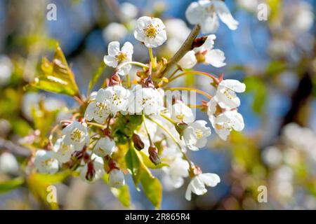 Fleur de cerisier sauvage (prunus avium), gros plan montrant un gros jet de fleurs s'étendant sur la branche d'un arbre contre un ciel bleu. Banque D'Images