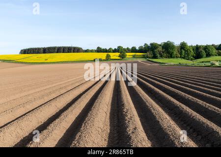 Champ de pré-plantation, Ceres, Fife, Écosse, Royaume-Uni Banque D'Images