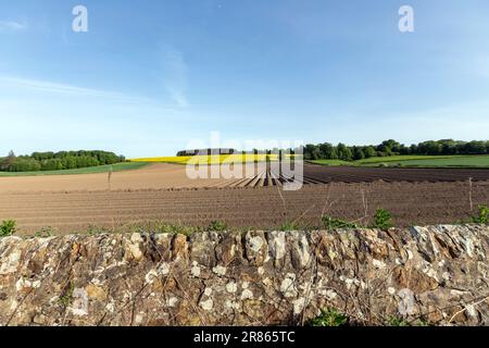 Champ de pré-plantation, Ceres, Fife, Écosse, Royaume-Uni Banque D'Images