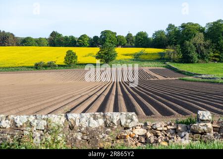 Champ de pré-plantation, Ceres, Fife, Écosse, Royaume-Uni Banque D'Images