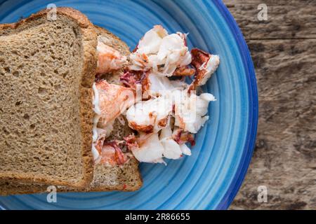 La viande de homard, Homarus gammarus, d'un homard pêché dans la Manche. Il a été bouilli, haché et servi dans un sandwich au pain brun avec ainsi Banque D'Images
