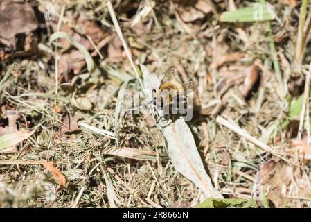 Mouche Blub de Narcisse au repos (Merodon equestris) Banque D'Images