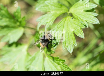 Mouche Blub de Narcisse au repos (Merodon equestris) Banque D'Images