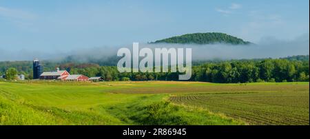 Champs de maïs récemment plantés au début de l'été dans le Vermont Banque D'Images