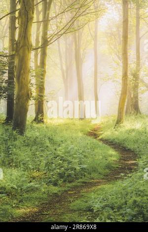 Un sentier de randonnée dans la nature à travers les paysages de forêt éthérés et atmosphériques avec brouillard et brume de bois d'humeur changeante le matin d'été à Aberdour, Fife, Écosse, Banque D'Images