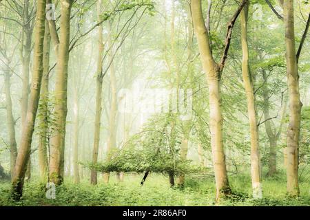 Paysage forestier éthéré et atmosphérique avec brouillard et brume dans les bois lors d'une matinée d'été à Aberdour, Fife, Écosse, Royaume-Uni. Banque D'Images