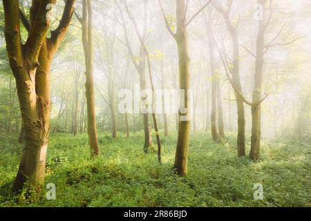 Paysage forestier éthéré et atmosphérique avec brouillard et brume dans les bois lors d'une matinée d'été à Aberdour, Fife, Écosse, Royaume-Uni. Banque D'Images