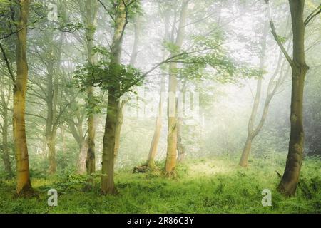 Paysage forestier éthéré et atmosphérique avec brouillard et brume dans les bois lors d'une matinée d'été à Aberdour, Fife, Écosse, Royaume-Uni. Banque D'Images