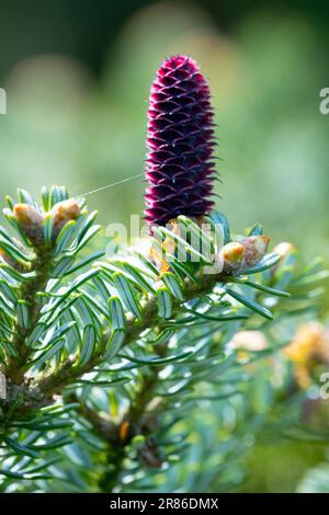 Korean Fir, Abies koreana, Cone, Spring Banque D'Images