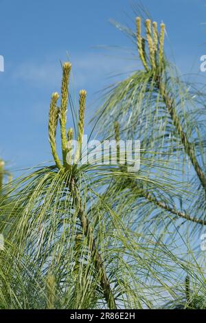 PIN blanc de l'Himalaya, arbre, Pinus wallichiana, PIN du Bhoutan Banque D'Images