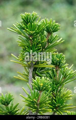 PIN-parapluie japonais, Sciadopitys verticillata 'Sterschnuppe' parasol Fir, Taxus verticilliata Koyamaki Banque D'Images