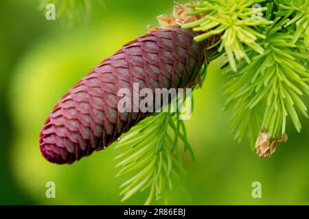 Picea abies épinette de Norvège, Picea abies cône épinette Banque D'Images