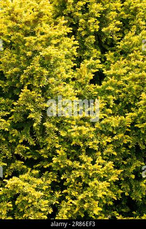 Jaune, Yew anglais, Taxus baccata 'Adpressa Aurea' Banque D'Images