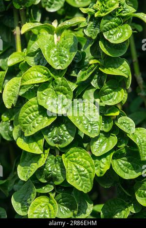 Cornus sanguinea 'compressa' feuille de curly Dwarf Bloodtwog Dogwood Banque D'Images