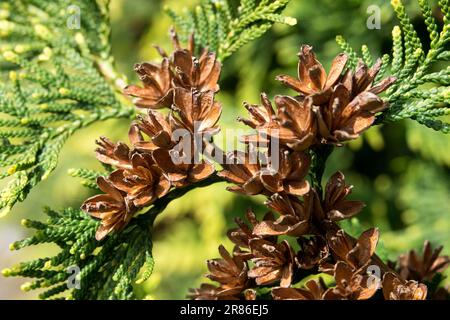 Cônes de Thuja en gros plan, Arborvitae d'Amérique, cônes de Thuja occidentalis, branche, Twig Thuja occidentalis 'Stolwijk' Banque D'Images