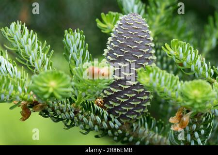 Abies koreana cône, Korean Fir Abies koreana Silberlocke cône Abies Banque D'Images