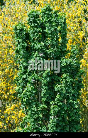 Dogwood, Cornus sanguinea 'compressa' Evergreen, arbuste, jardin Banque D'Images