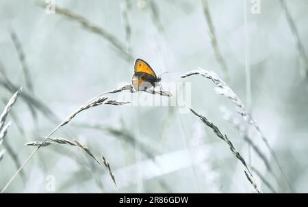 Un butterlfly orange , la petite lande ( Coenonympha Pamphilus ) dans une prairie, couleurs pastel douces, grande taille Banque D'Images