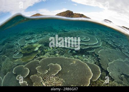 Les coraux de la construction de récifs s'épanouissent sur un récif biodiversifié dans le parc national de Komodo, en Indonésie. Cette région abrite une extraordinaire biodiversité marine. Banque D'Images