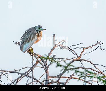 Un majestueux héron gris perché au sommet d'un arbre sur fond de ciel clair Banque D'Images