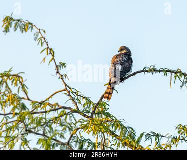 Un magnifique oiseau de Sparrowhawk perché sur une branche d'arbre dans un cadre extérieur ensoleillé Banque D'Images