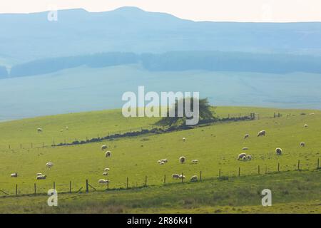 Un seul arbre et des moutons qui broutage dans un champ rural de terres agricoles dans le paysage rural du parc régional de Lomond Hills, Fife, Écosse, Royaume-Uni sur un summ ensoleillé Banque D'Images