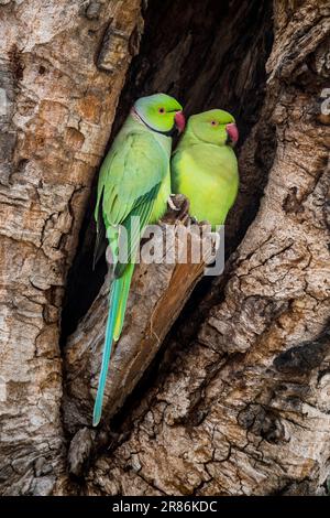 Une paire de Parakeets annelés de roses à l'entrée de leur nid, Soron, Uttar Pradesh, Inde Banque D'Images