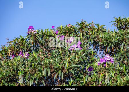 Arbre de gloire, Tibouchina mutabilis également connu au Brésil sous le nom de Manacá da Serra Banque D'Images